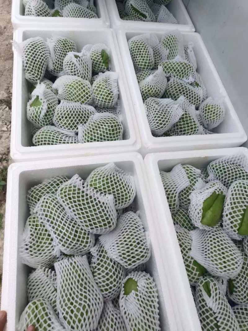 贵州高山佛水瓜电商市场商超