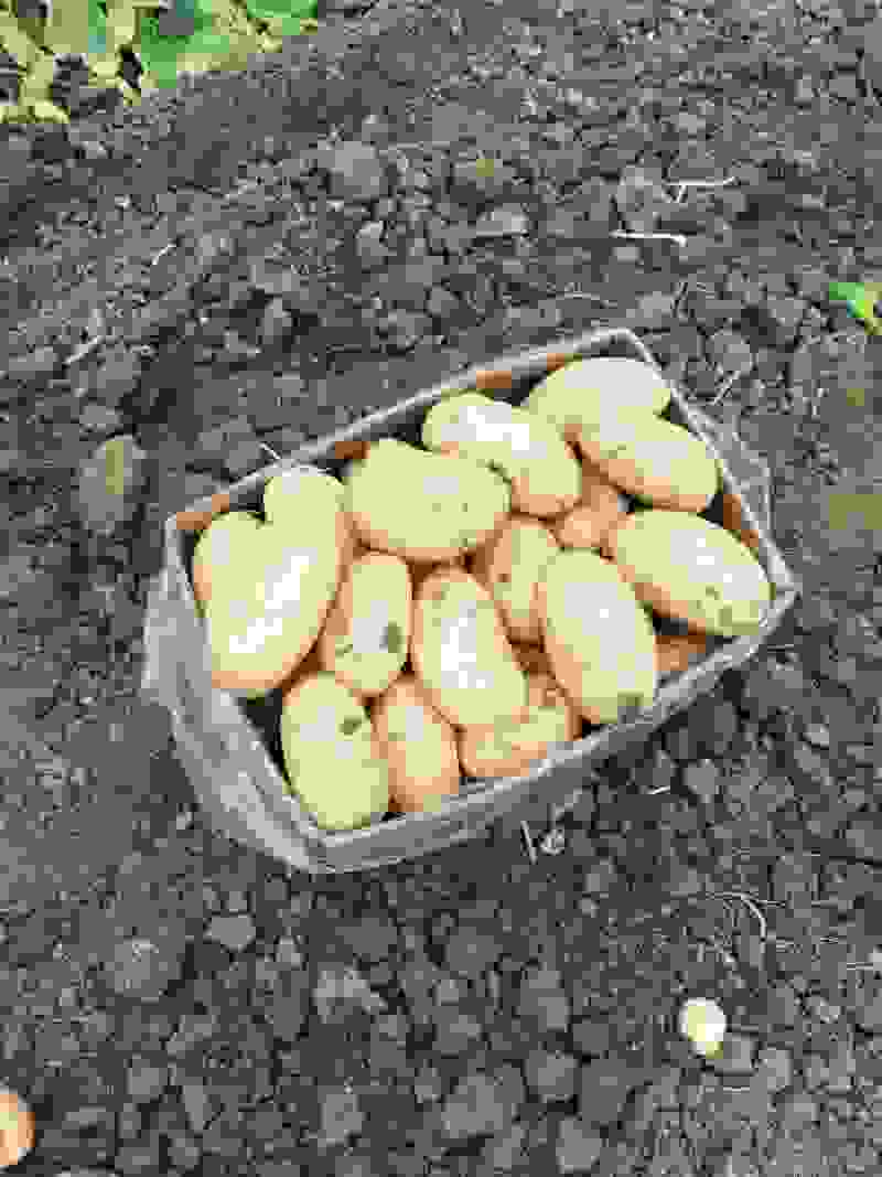 沃土五号黄心土豆，大量供应，产地直销，量大从优