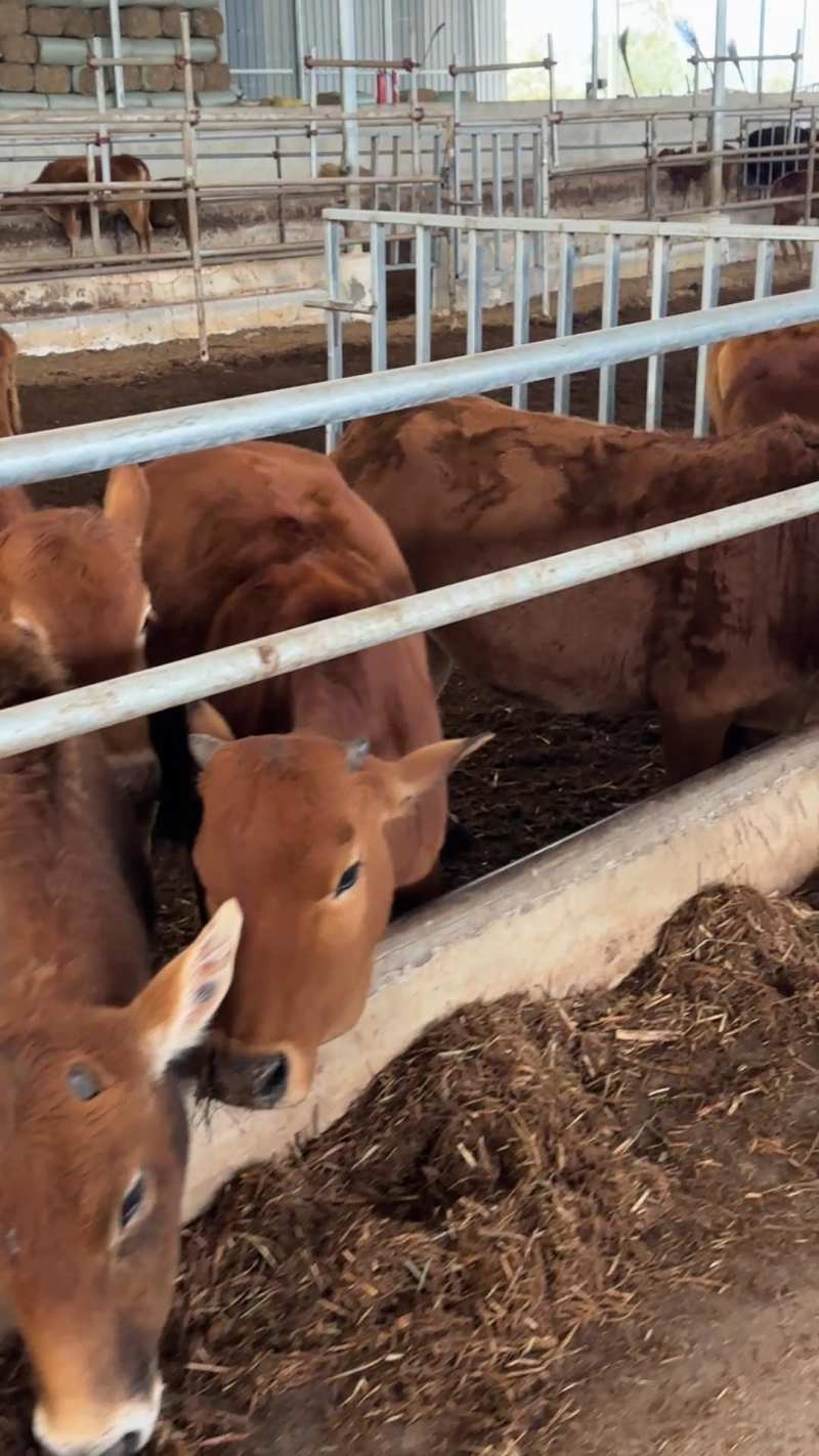 贵州土黄牛、杂交牛