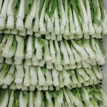 货源充足，白菜苔
