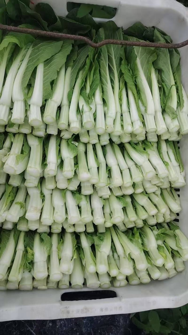 货源充足，白菜苔