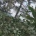 湖南野生山茶油