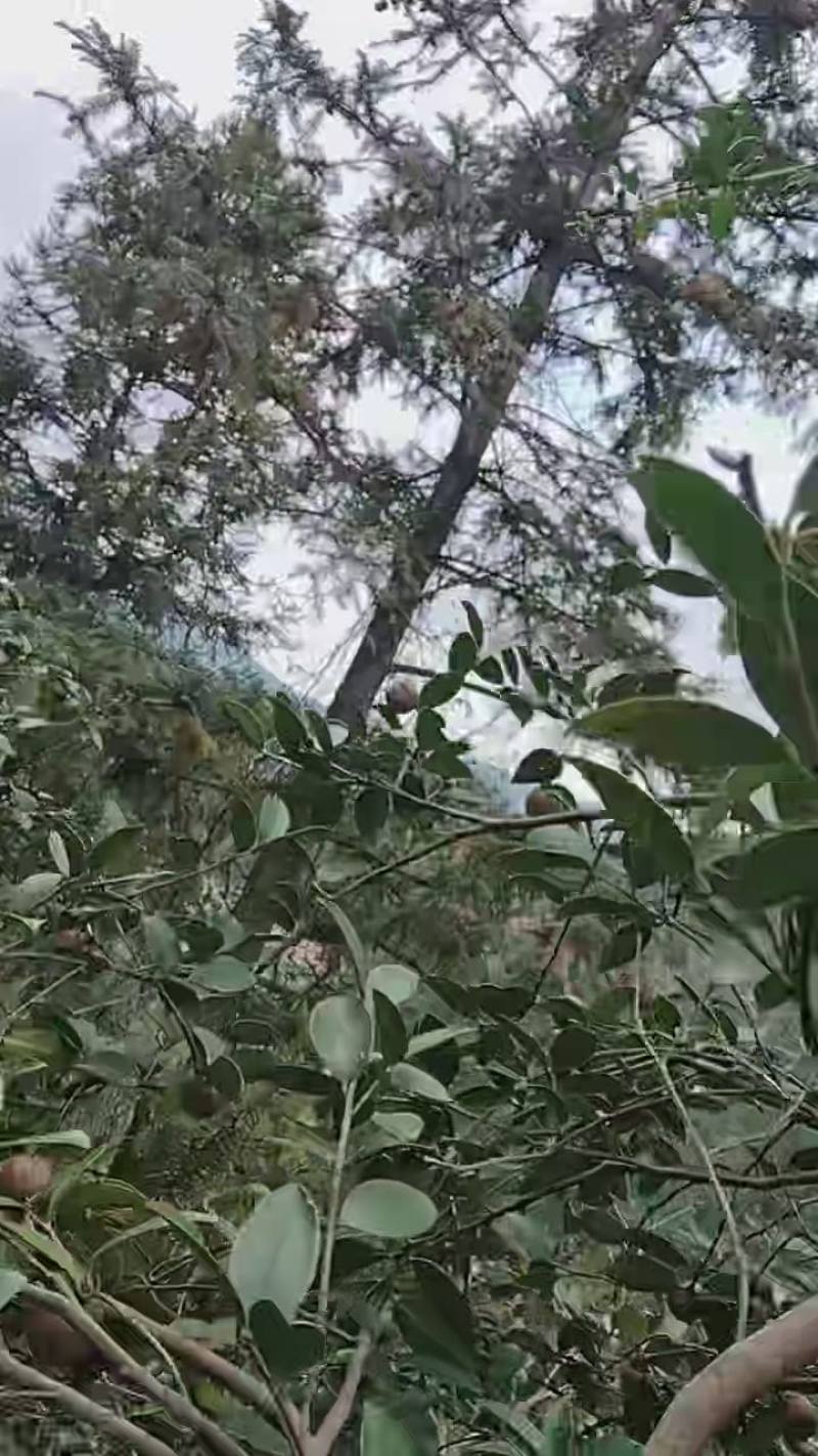 湖南野生山茶油