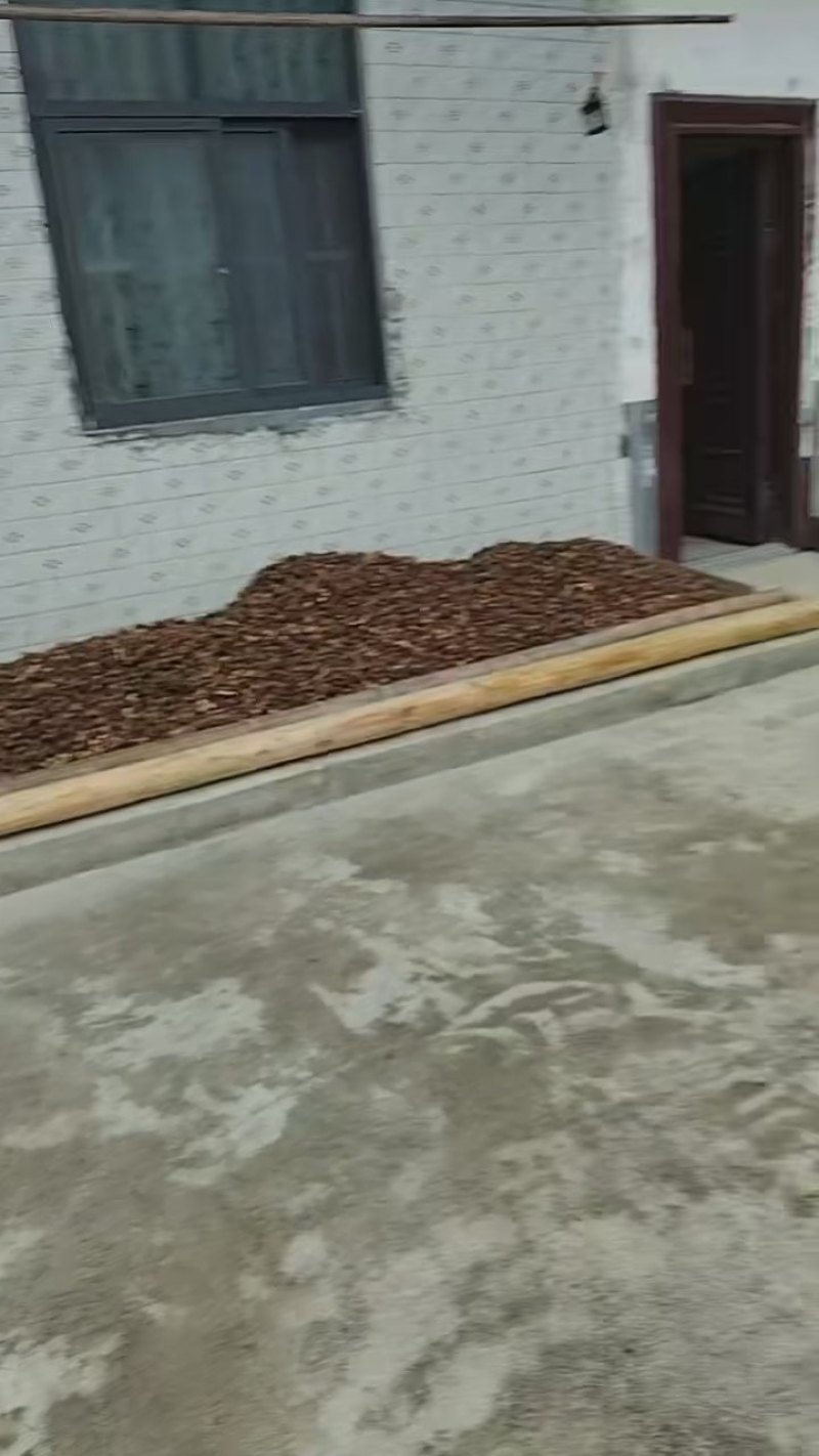 湖南野生山茶油
