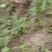 湖南野生山茶油