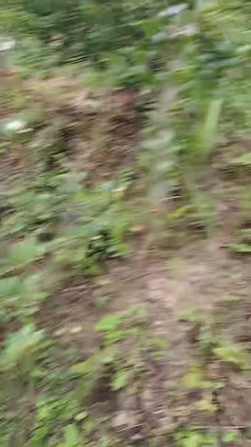 湖南野生山茶油