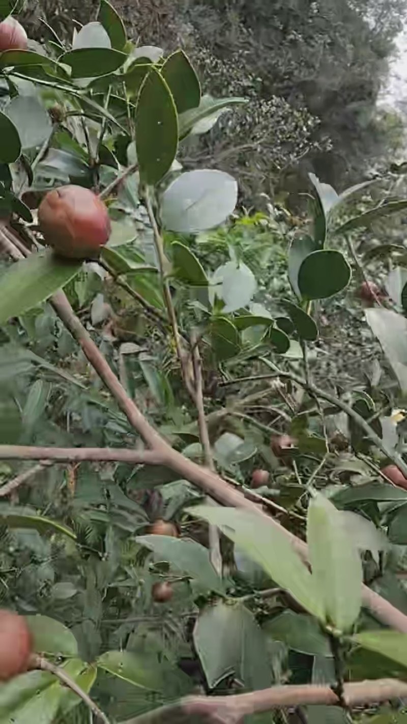 湖南野生山茶油