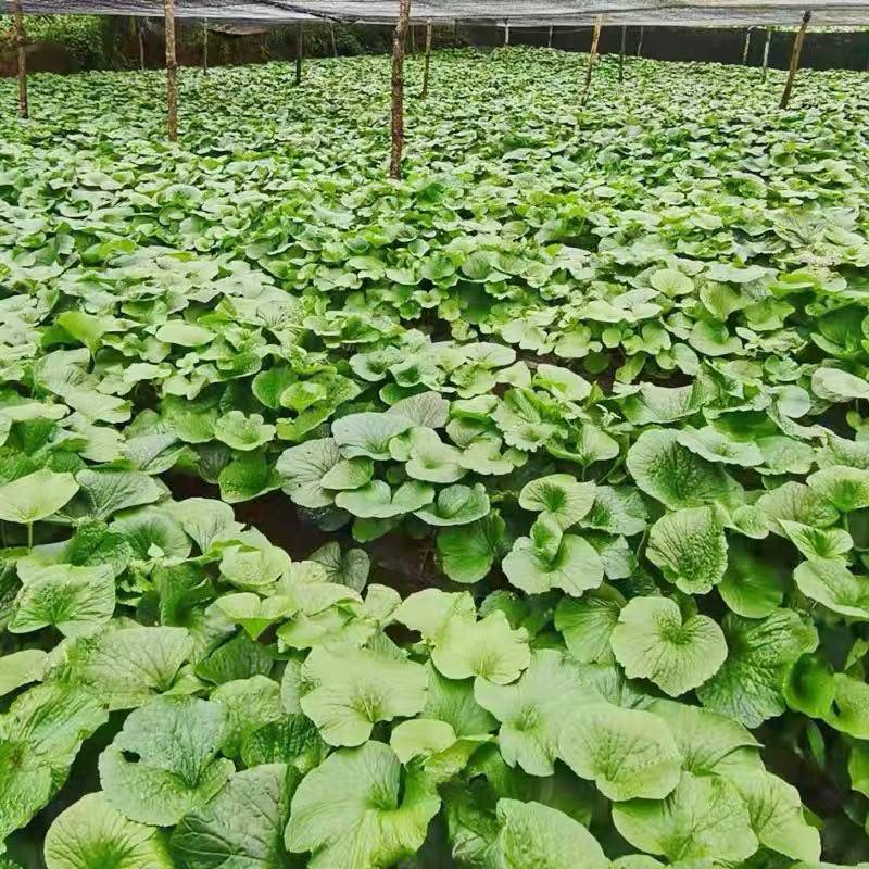 山葵叶子5cm-15cm