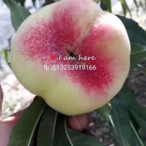 蟠桃马上上市