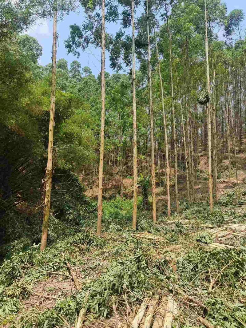 收购南宁附近大量优质桉树木头出售