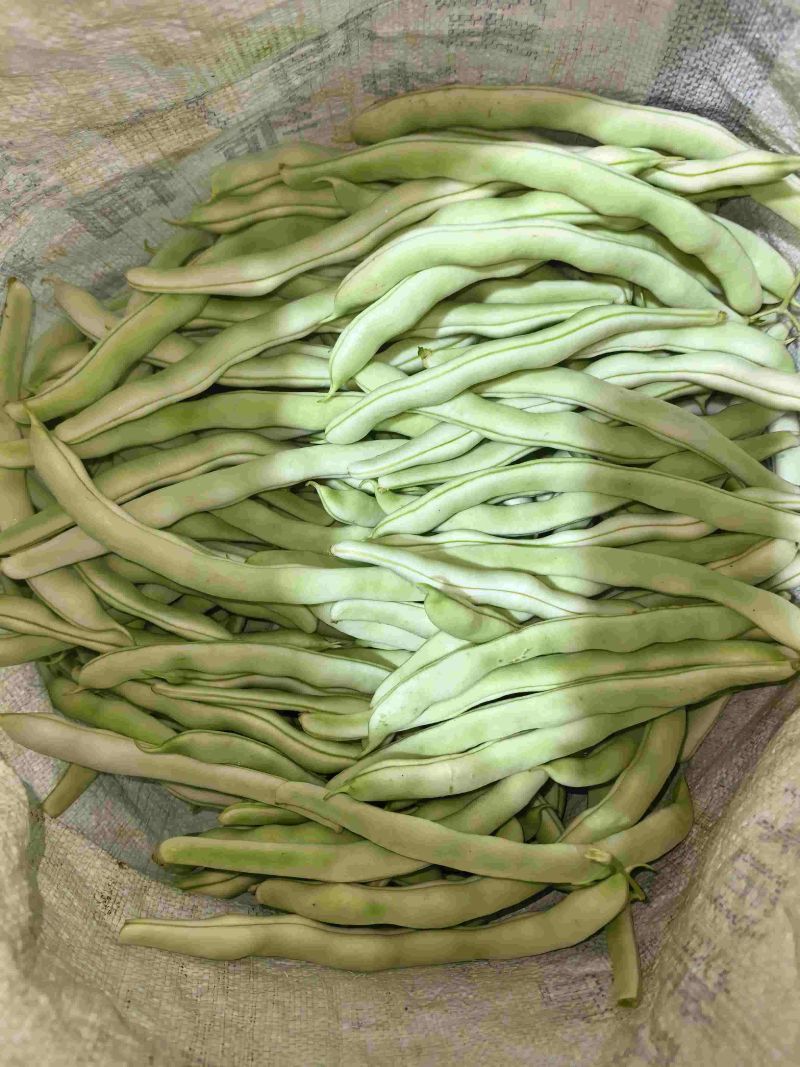白豆角大量上市，产地直供，货源充足，欢迎全国各地客商采购
