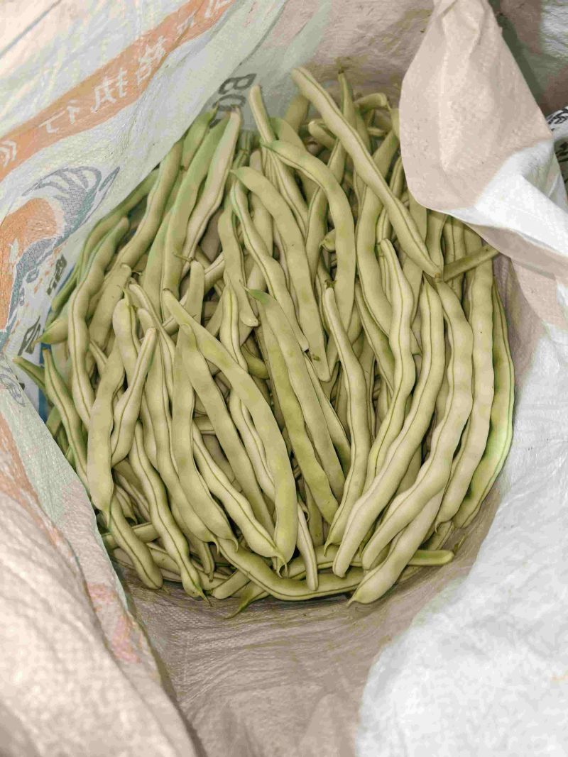 白豆角大量上市，产地直供，货源充足，欢迎全国各地客商采购