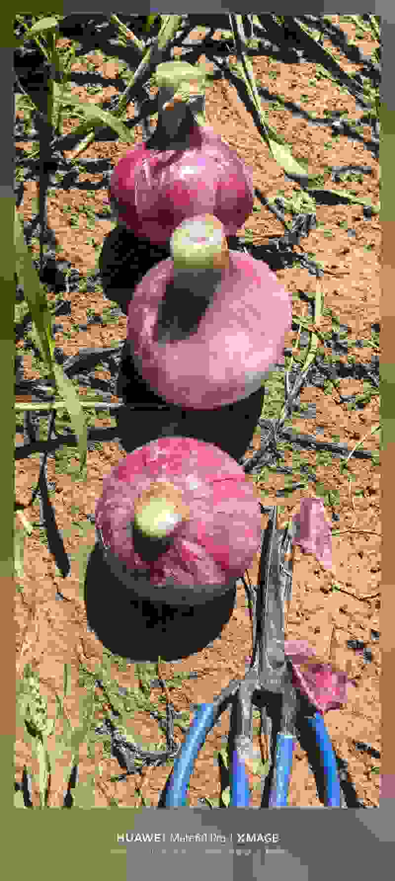 紫皮洋葱