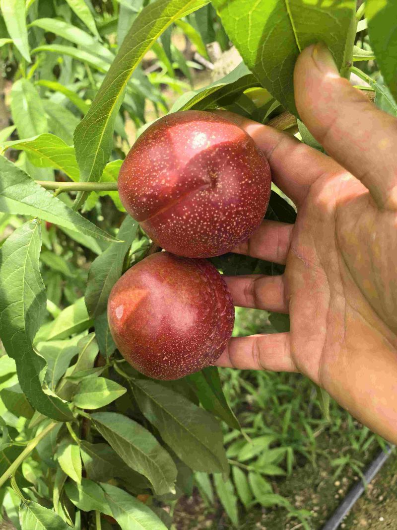 芽变四号世纪之星黄肉油桃麻面油桃大量上市了
