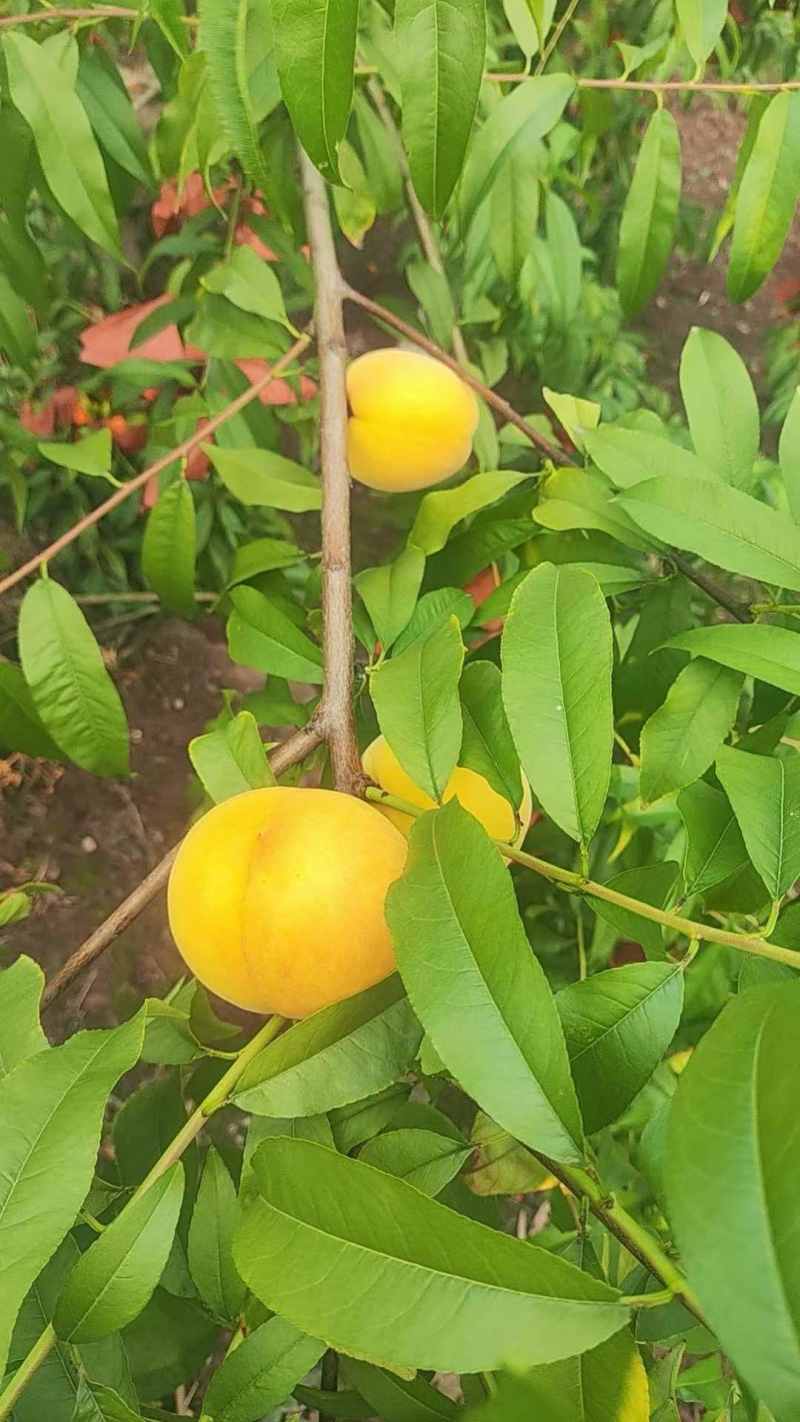 已无黄桃优质，需要老板大小通收，2.5块1斤