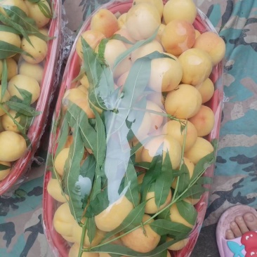 已无黄桃优质，需要老板大小通收，2.5块1斤