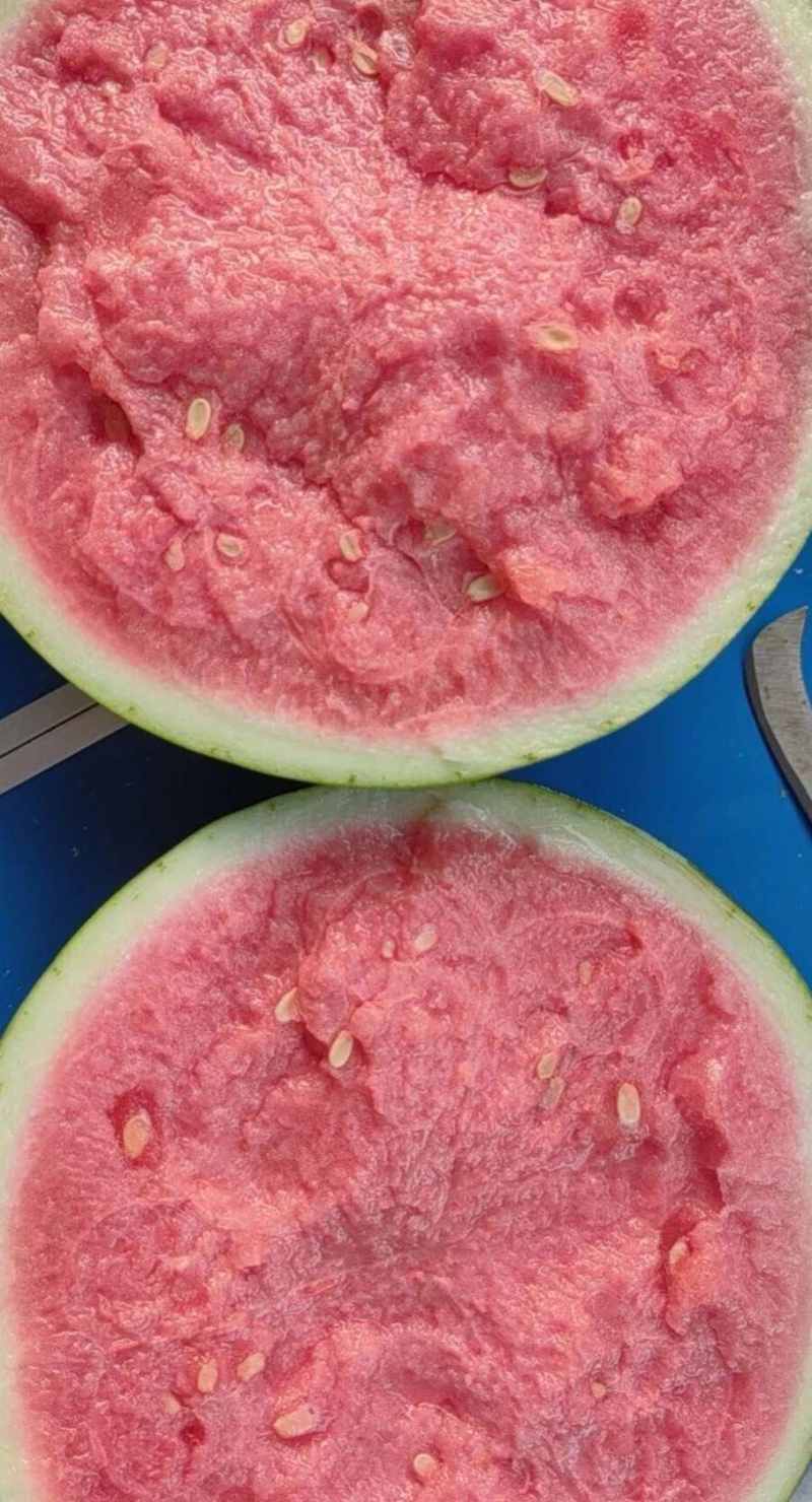 西瓜，美都