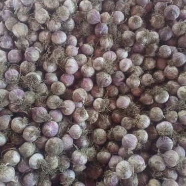 阿城特产，紫皮独头蒜，量大质优，本地代收
