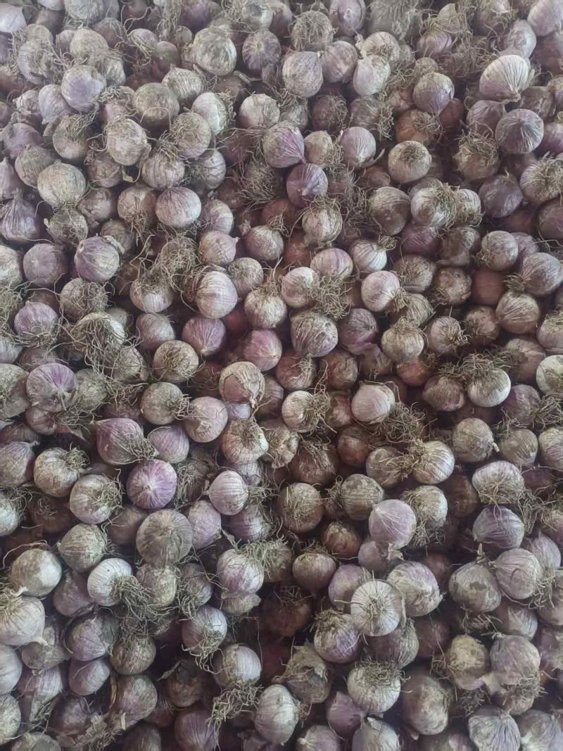 阿城特产，紫皮独头蒜，量大质优，本地代收
