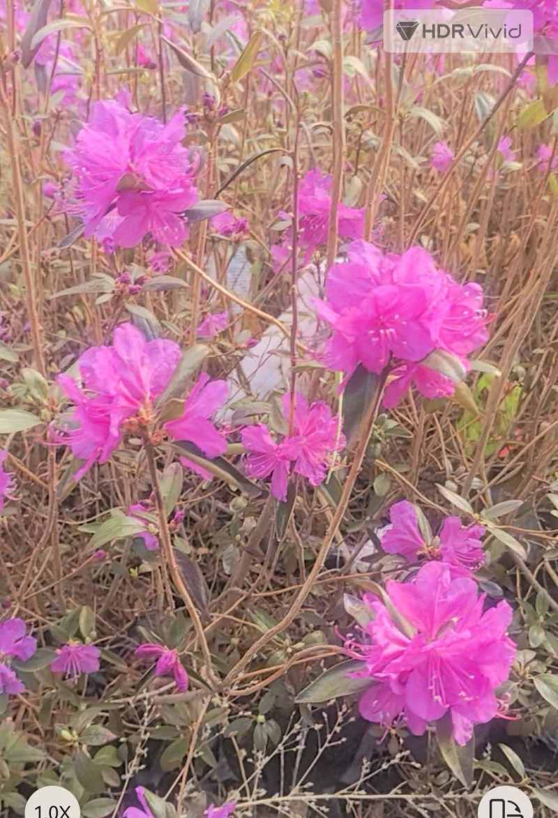 兴安杜鹃苗