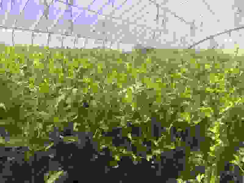 大量芹菜出售