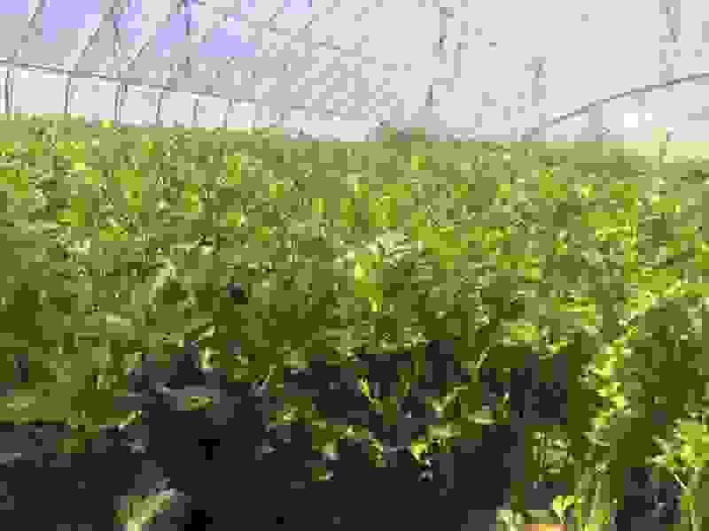 大量芹菜出售