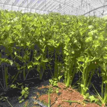 大量芹菜出售