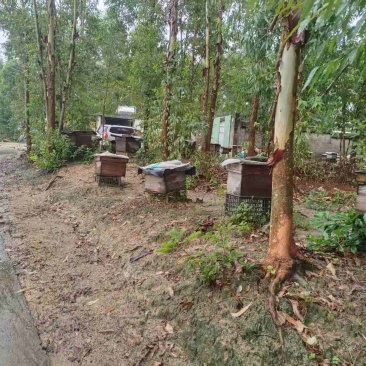 荔枝蜂蜜