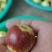 大荔冬枣