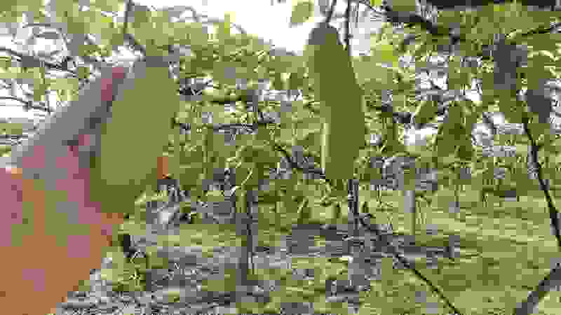 八月爪