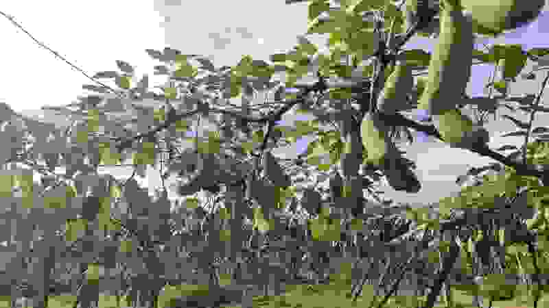 八月爪