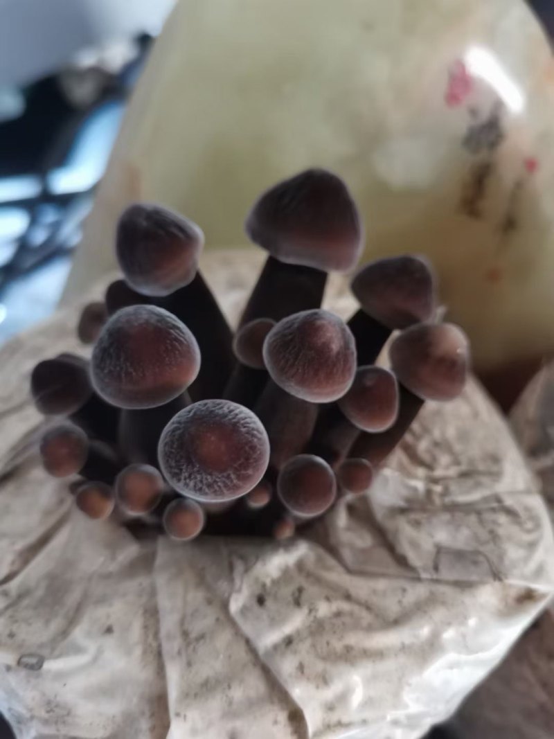 黑皮鸡枞菌包