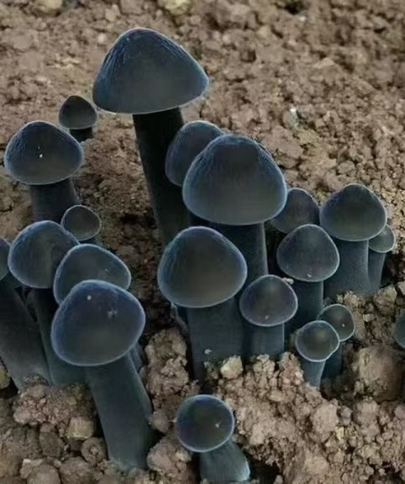 黑皮鸡枞菌包