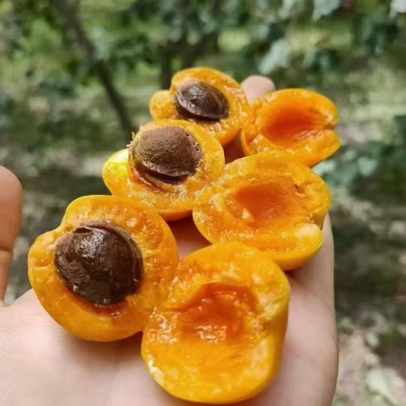 阿克苏小红杏（吊干杏）
