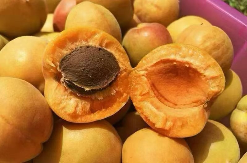 阿克苏小红杏（吊干杏）