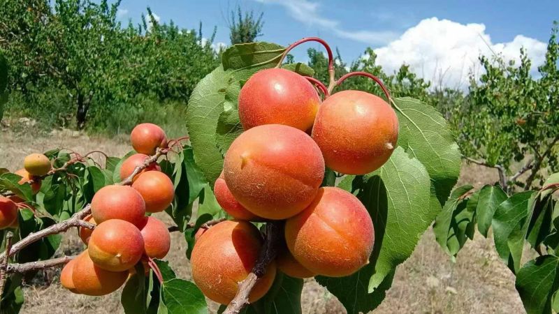 阿克苏小红杏（吊干杏）