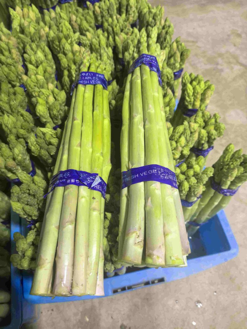精品基地芦笋