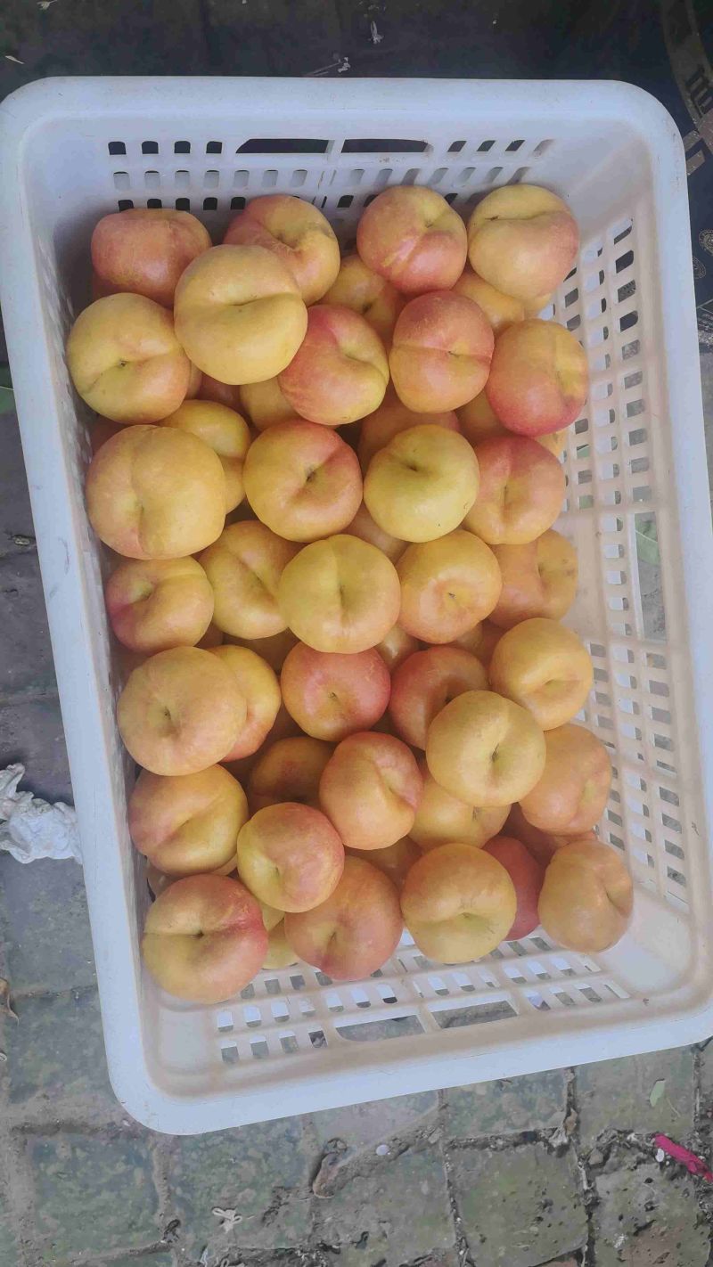 油蟠桃3两以上
