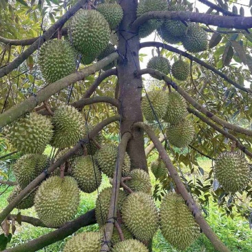 金枕榴莲