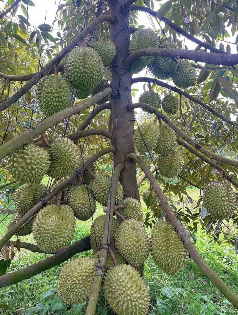 金枕榴莲