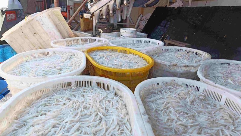 批发银鱼干一手货源产地自收自加工5一7公分