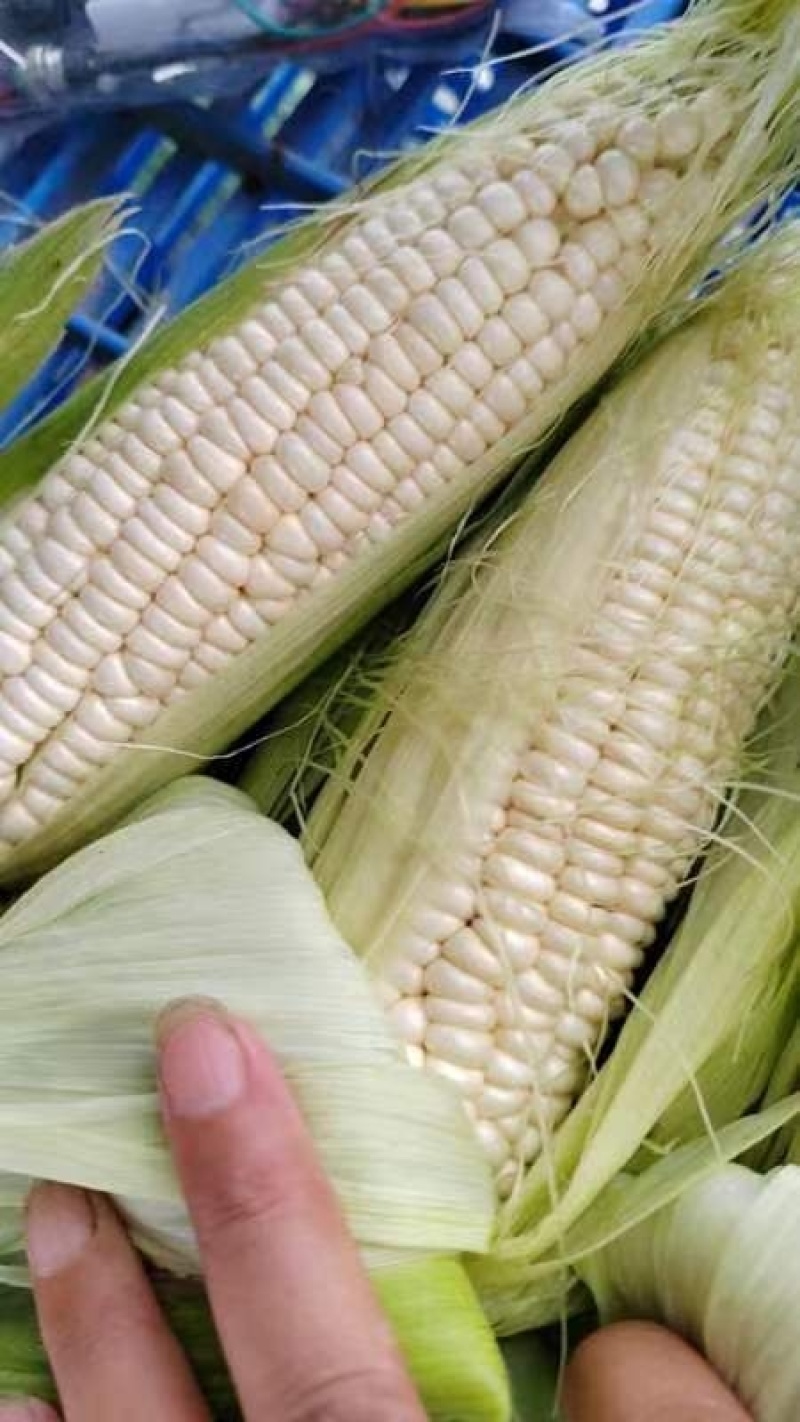 中糯2号玉米