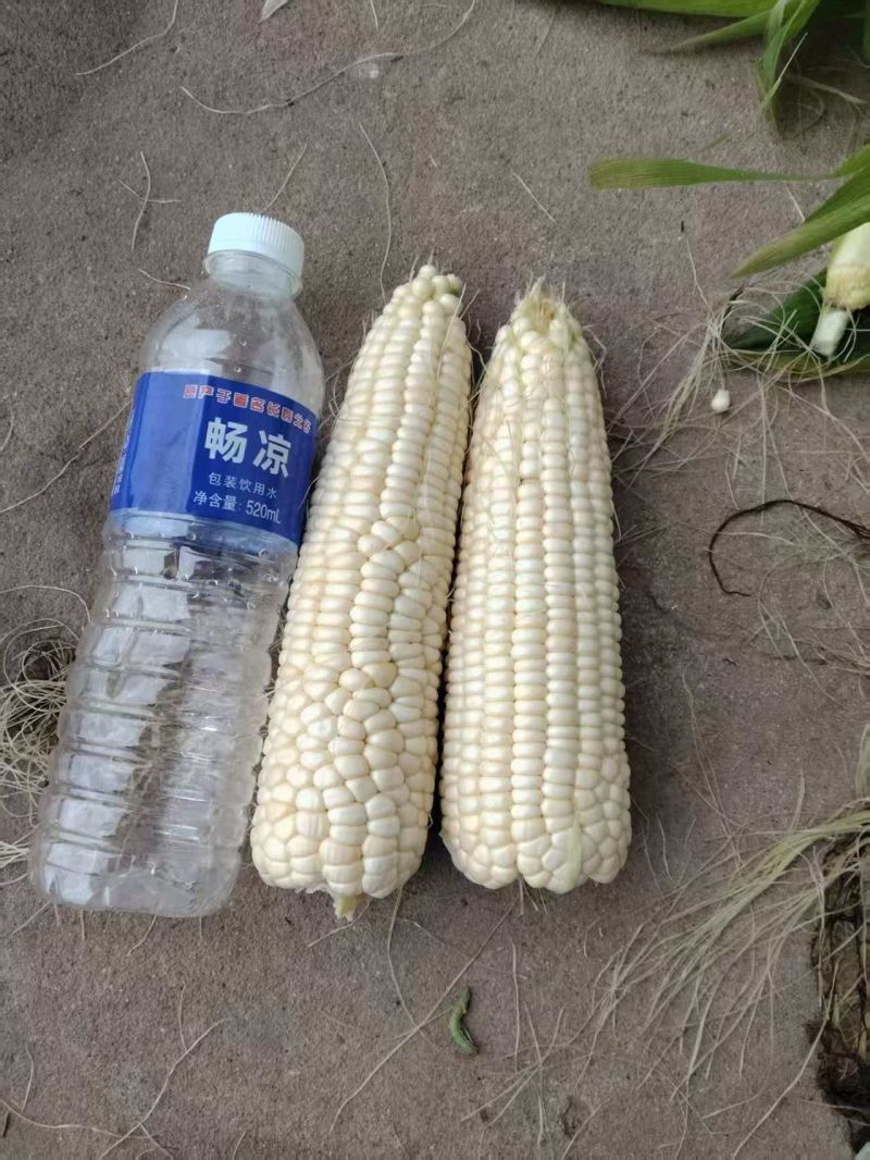 中糯2号玉米