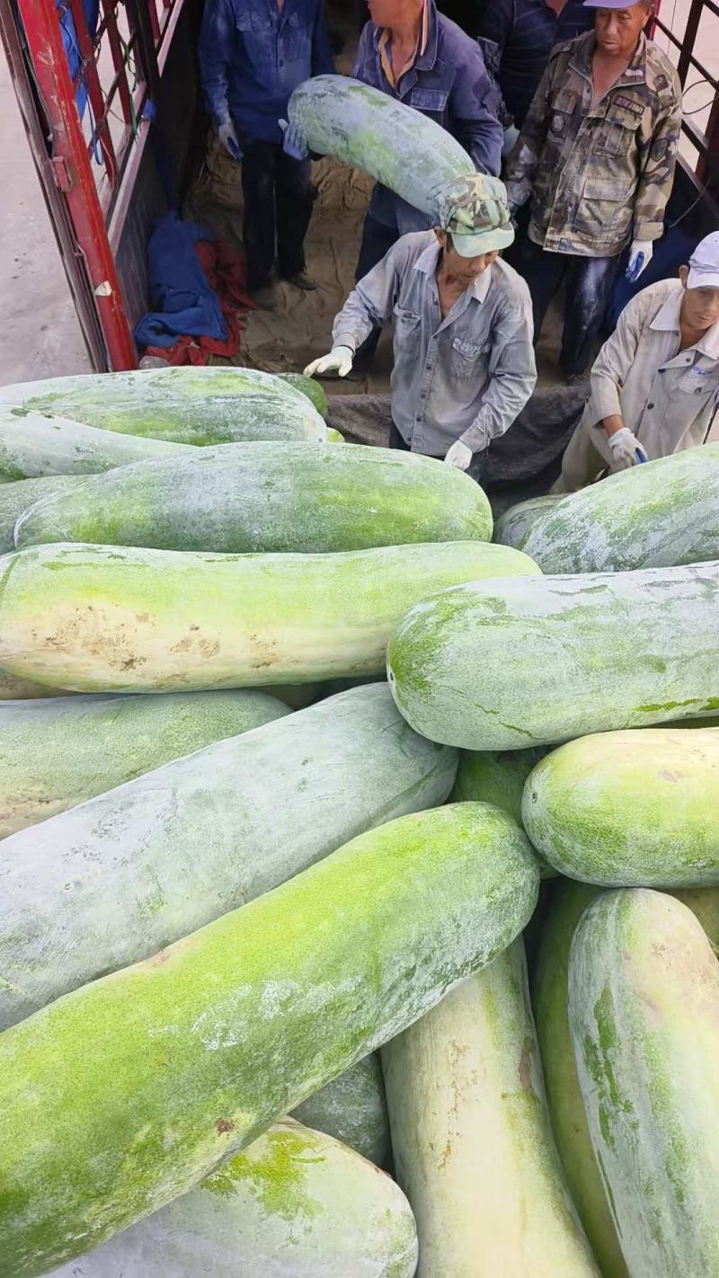 江西九江江洲冬瓜基地***********