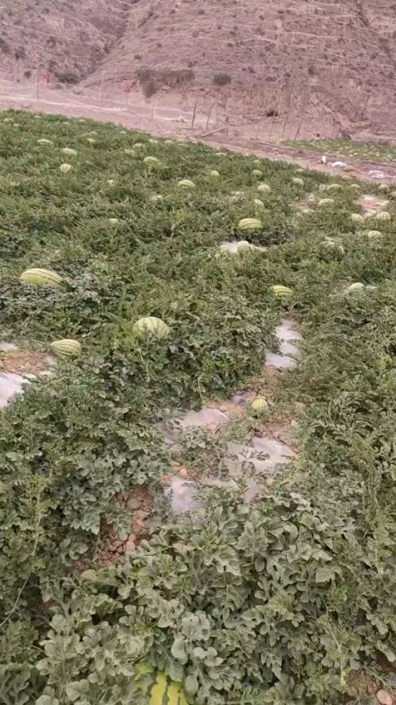 (硒砂瓜)懂得老板想要的产品。