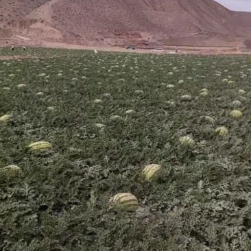(硒砂瓜)懂得老板想要的产品。