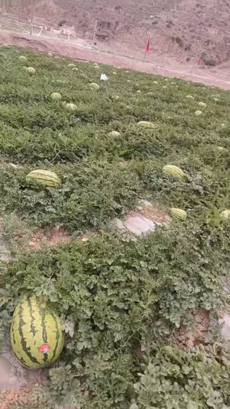 (硒砂瓜)懂得老板想要的产品。