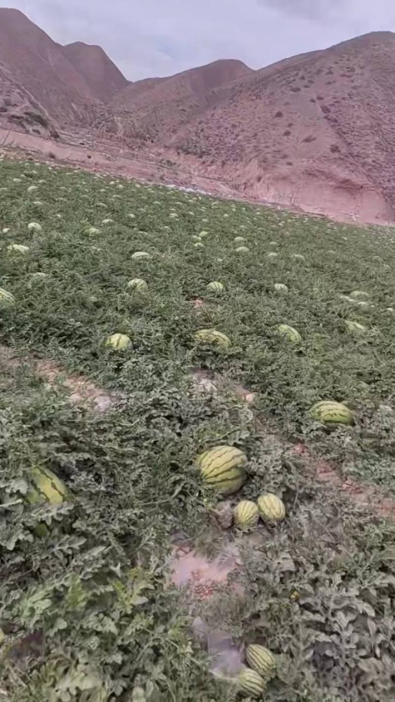 (硒砂瓜)懂得老板想要的产品。