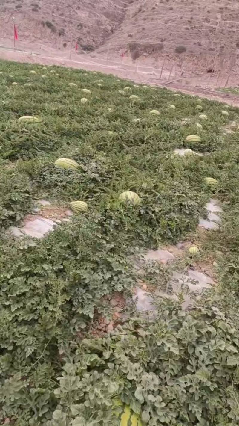 (硒砂瓜)懂得老板想要的产品。