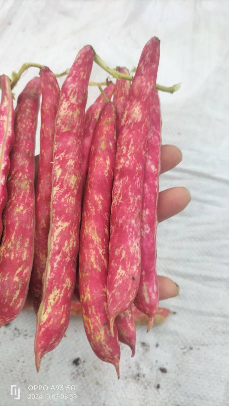 七彩土豆